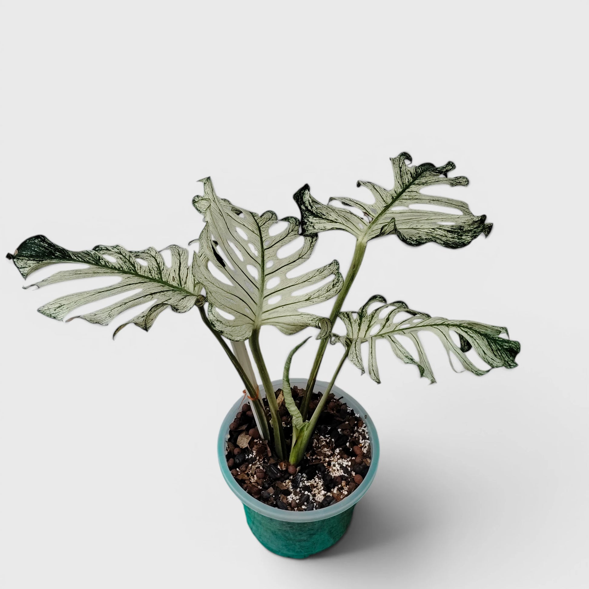 Rare Monstera 'Devil Monster' – Giant Fenestrated Monstera