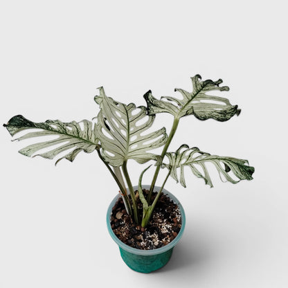 Rare Monstera 'Devil Monster' – Giant Fenestrated Monstera