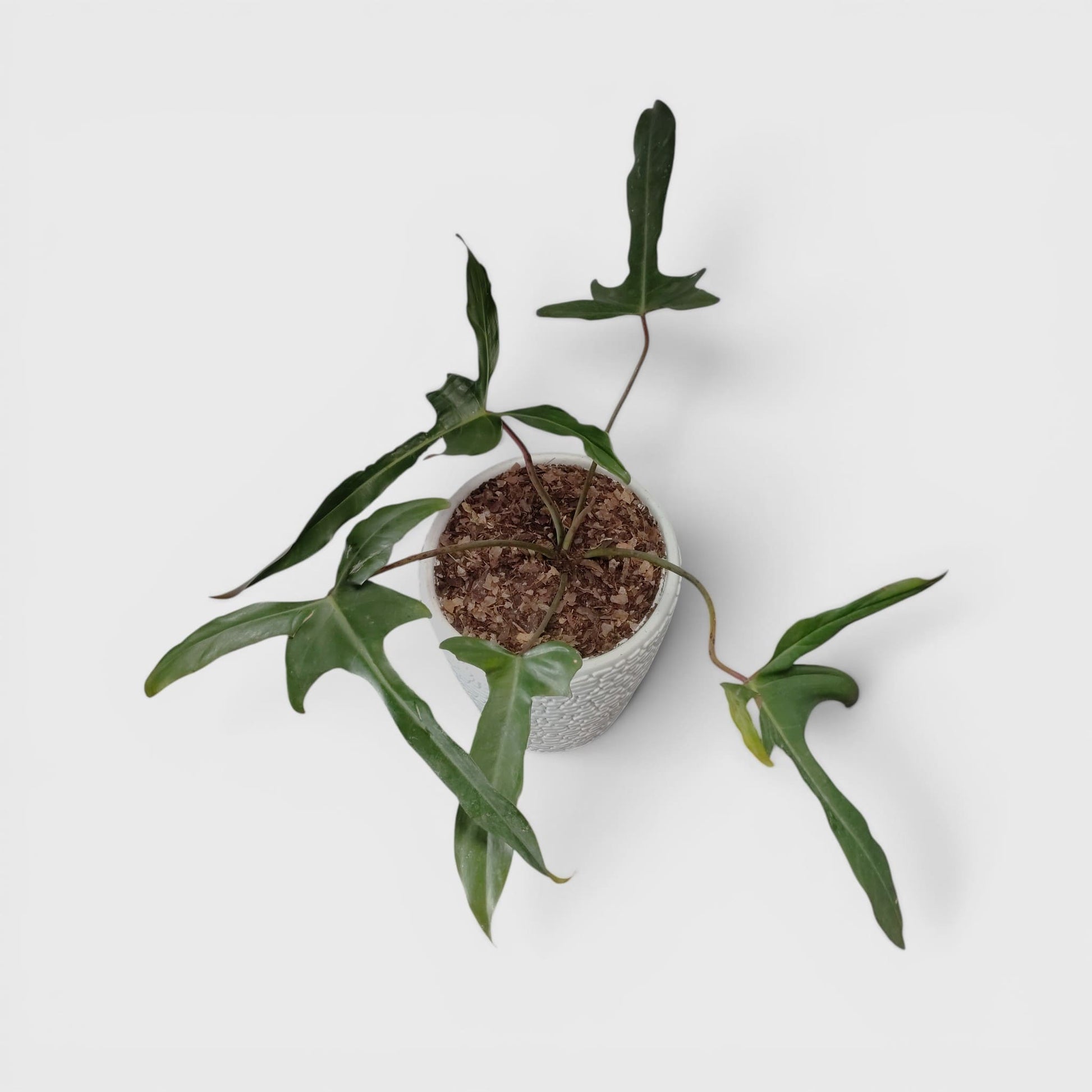 Philodendron Longilobatum – Rare Indoor Foliage Plant | Bare Rooted