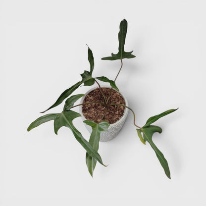 Philodendron Longilobatum – Rare Indoor Foliage Plant | Bare Rooted