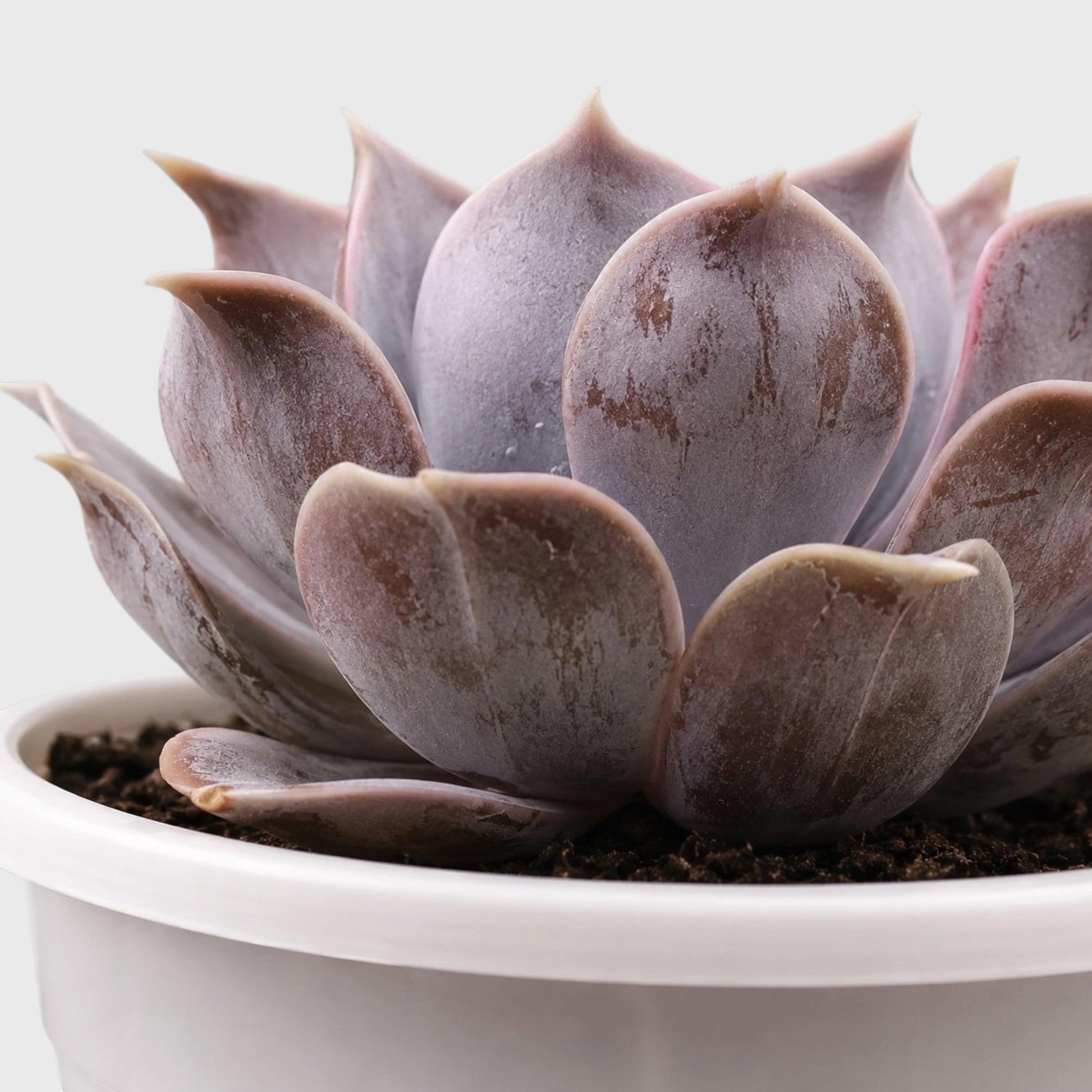 Echeveria Lilacina – Ghost Echeveria Succulent | Premium Silver Rosette Plant
