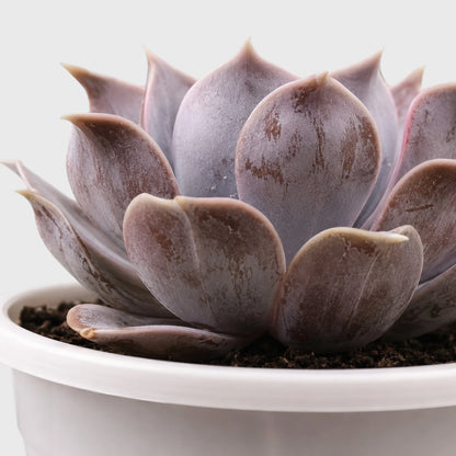 Echeveria Lilacina – Ghost Echeveria Succulent | Premium Silver Rosette Plant