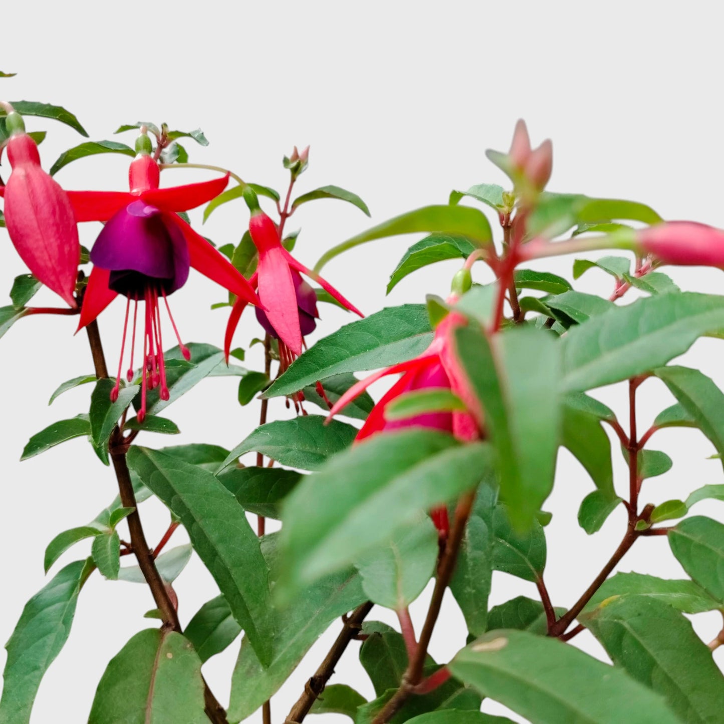 Fuchsia Dancing Doll – Hanging Lantern Flower Plant