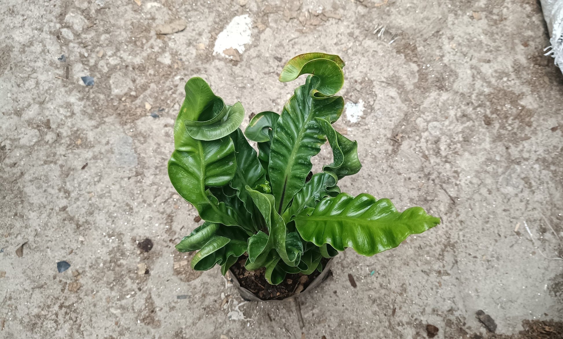 Cobra Fern Plant - Aspidistra Elatior - My Store