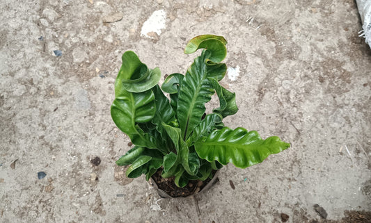 Cobra Fern Plant - Aspidistra Elatior - My Store