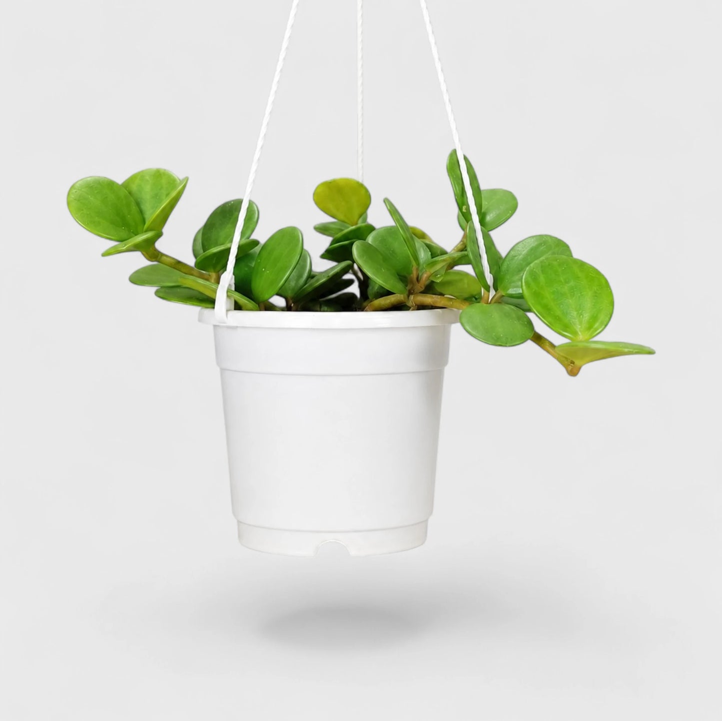Peperomia Hope (Peperomia Tetraphylla) | Mature Hanging Indoor Plant