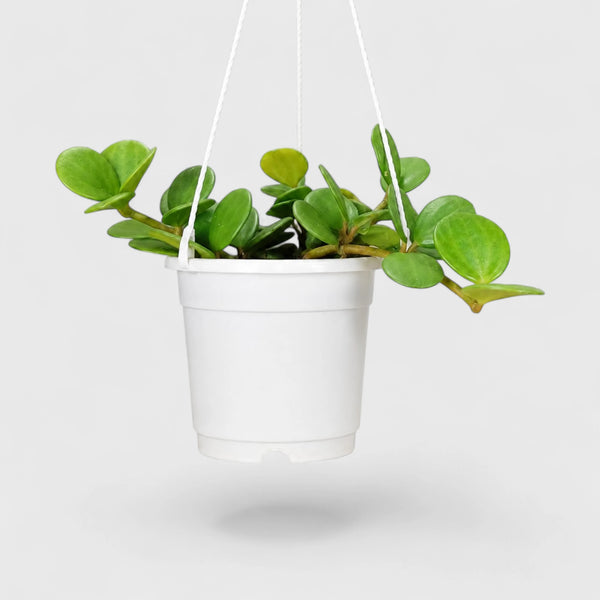 Peperomia Hope