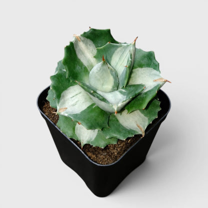 Rare Agave Potatorum Albo Variegata | Well Rooted Mature Variegated Succulent