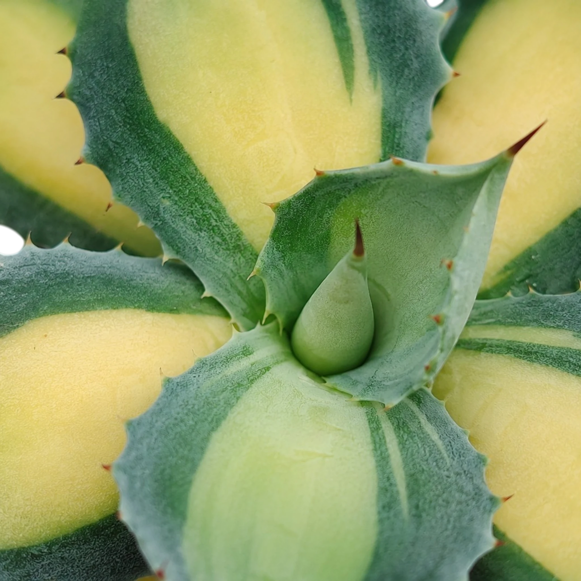 Rare Agave Rum Runner Isthmensis Variegated | Collector Succulent Plant