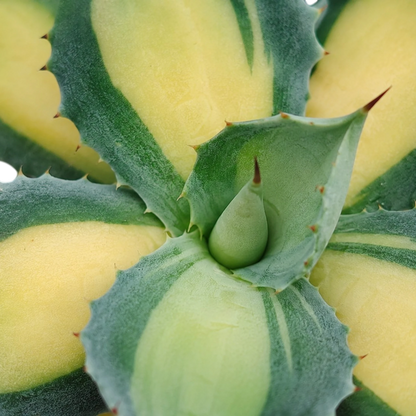 Rare Agave Rum Runner Isthmensis Variegated | Collector Succulent Plant