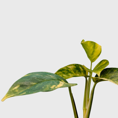 Rare Epipremnum Pinnatum Golden Flame (Cintho Goldfinger) | Medium Size Well Rooted Mature Indoor Plant