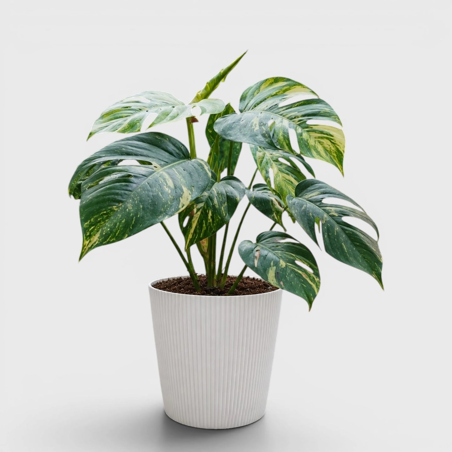 Rare Epipremnum Pinnatum Golden Flame (Cintho Goldfinger) | Big Size Well Rooted Mature Plant