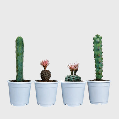 Collector Cactus Collection | 4 Rare & Unusual Well Rooted Cacti
