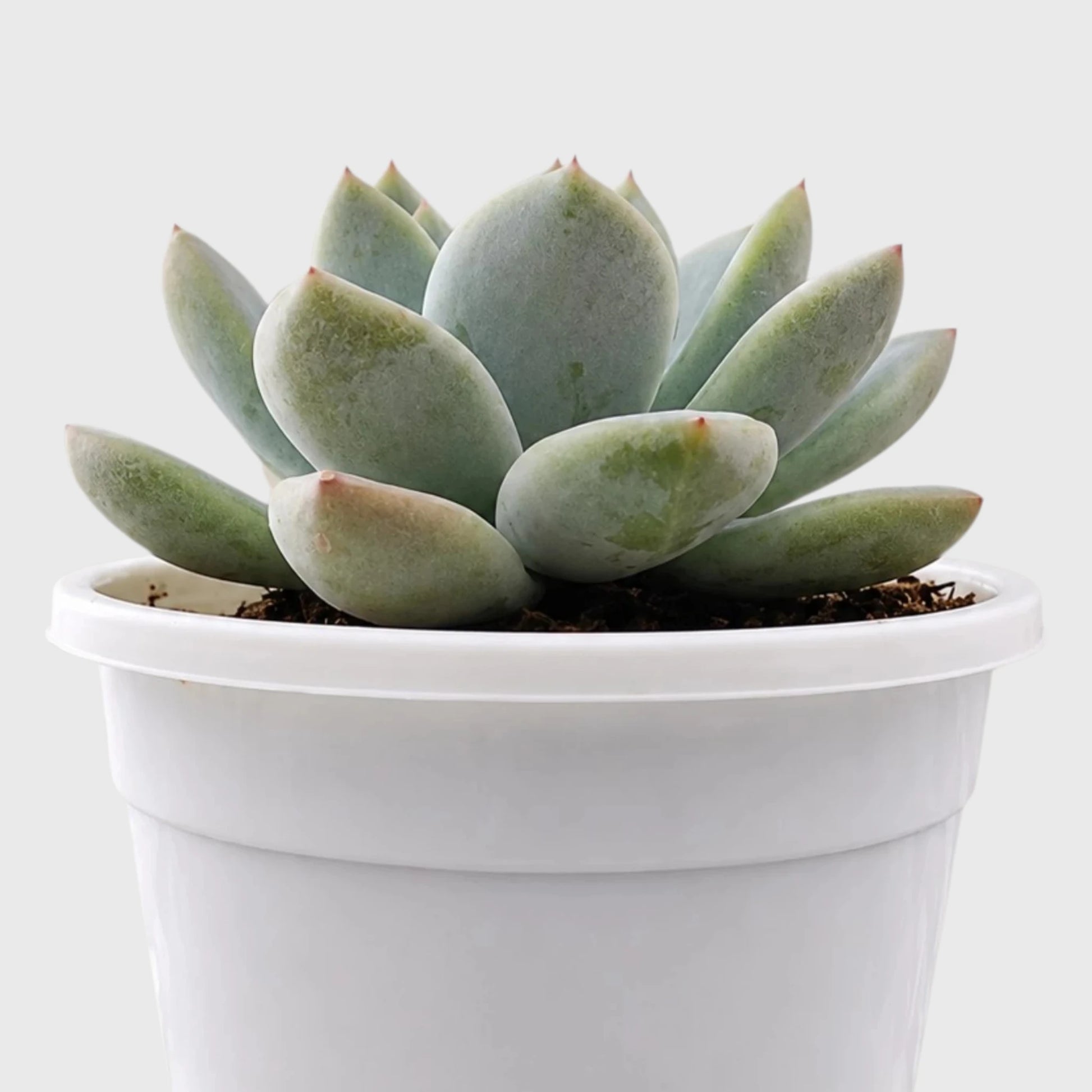 Echeveria Alba Beauty | Well Rooted Mature Rosette Succulent