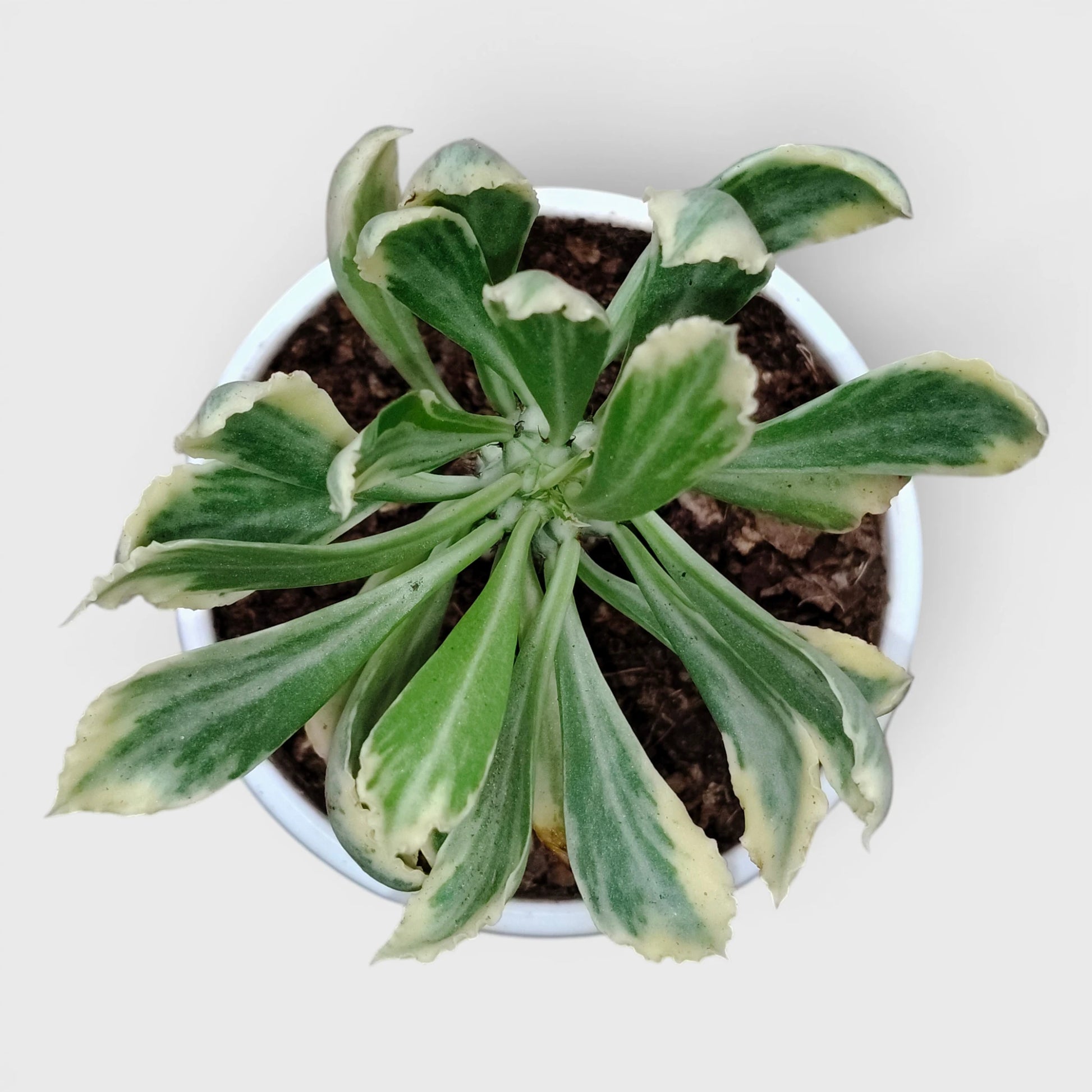 Rare Euphorbia Monadenium Stapelioides Variegata | Well Rooted Mature Variegated Succulent
