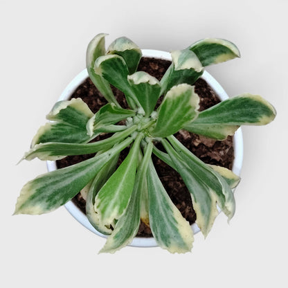 Rare Euphorbia Monadenium Stapelioides Variegata | Well Rooted Mature Variegated Succulent