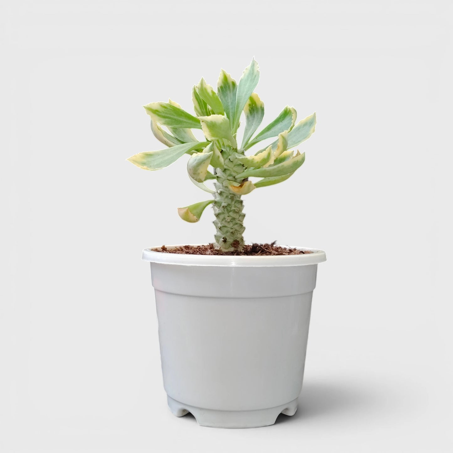 Rare Euphorbia Monadenium Stapelioides Variegata | Well Rooted Mature Variegated Succulent