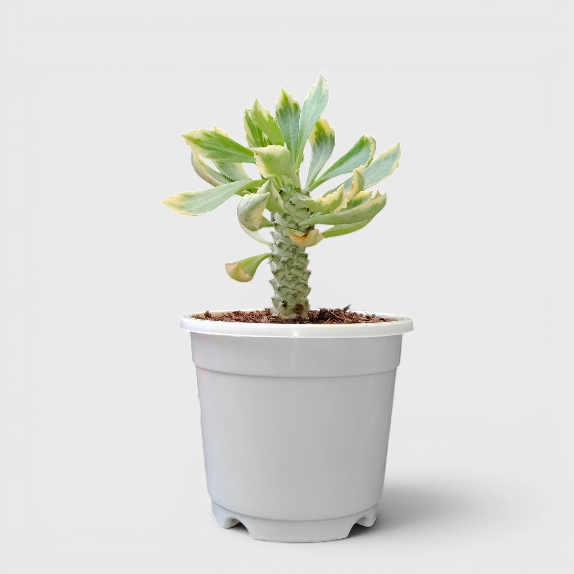Rare Euphorbia Monadenium Stapelioides Variegata | Well Rooted Mature Variegated Succulent