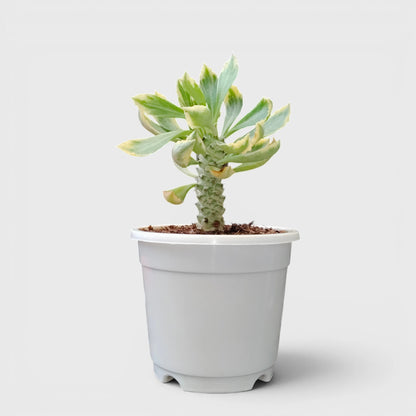 Rare Euphorbia Monadenium Stapelioides Variegata | Well Rooted Mature Variegated Succulent