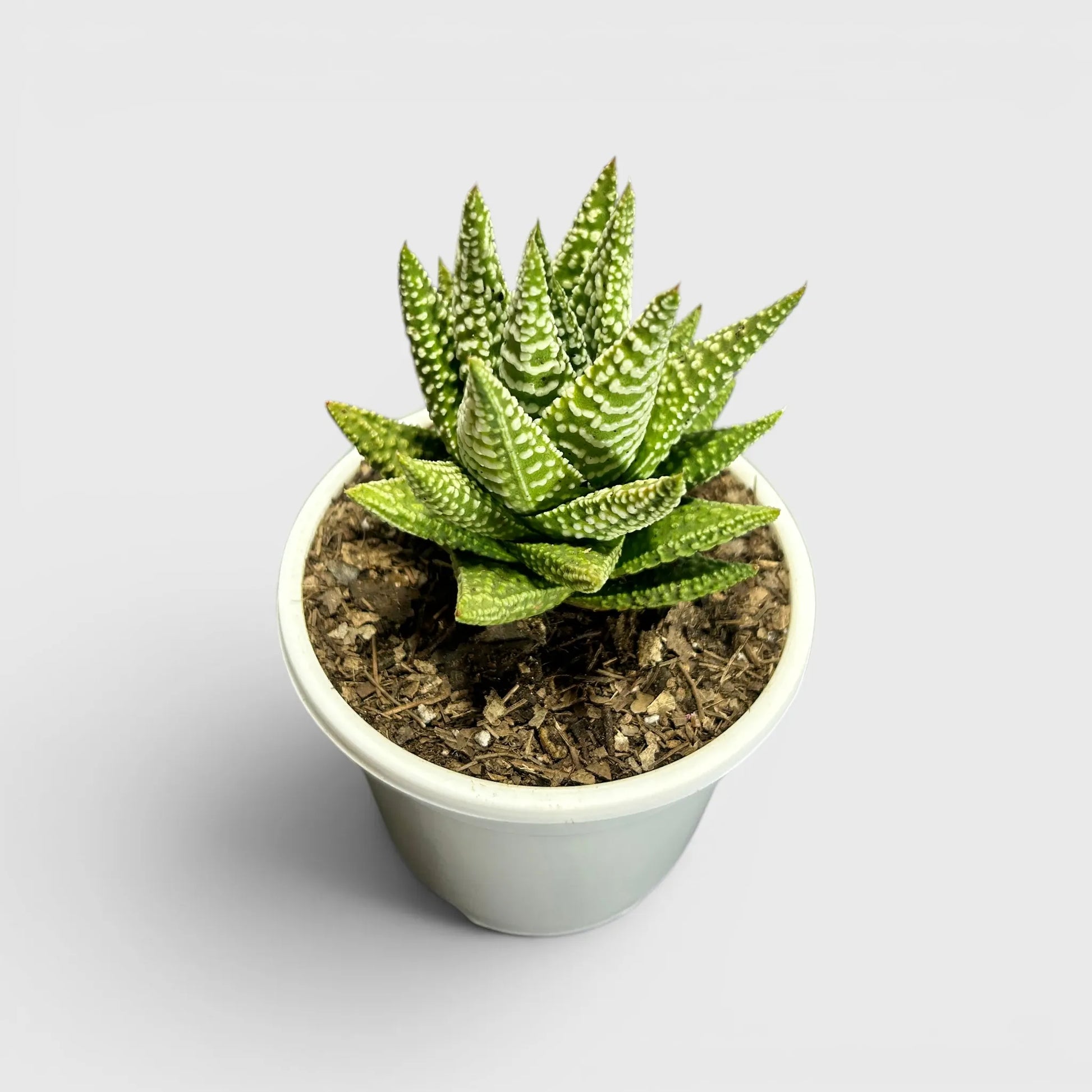 Haworthia Pumila x Tears of Angel – Collector Hybrid Succulent | Best Indoor Plants | Bare Rooted