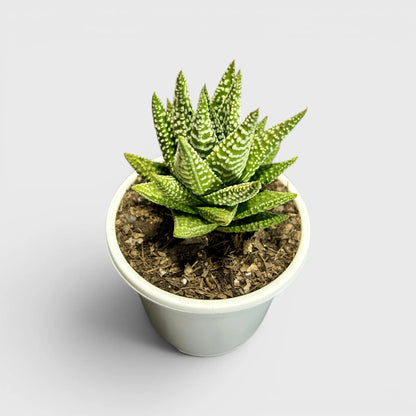 Haworthia Pumila x Tears of Angel – Collector Hybrid Succulent | Best Indoor Plants | Bare Rooted