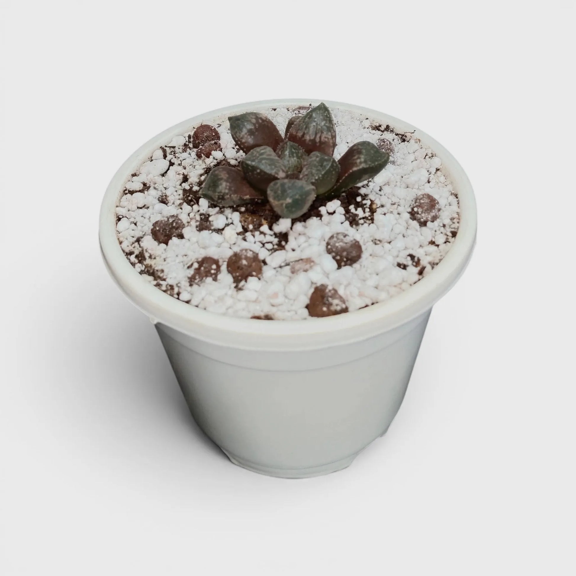 Rare Haworthia Picta Hybrid SR006 – Collector Grade Seed Grown Succulent | Bare Rooted
