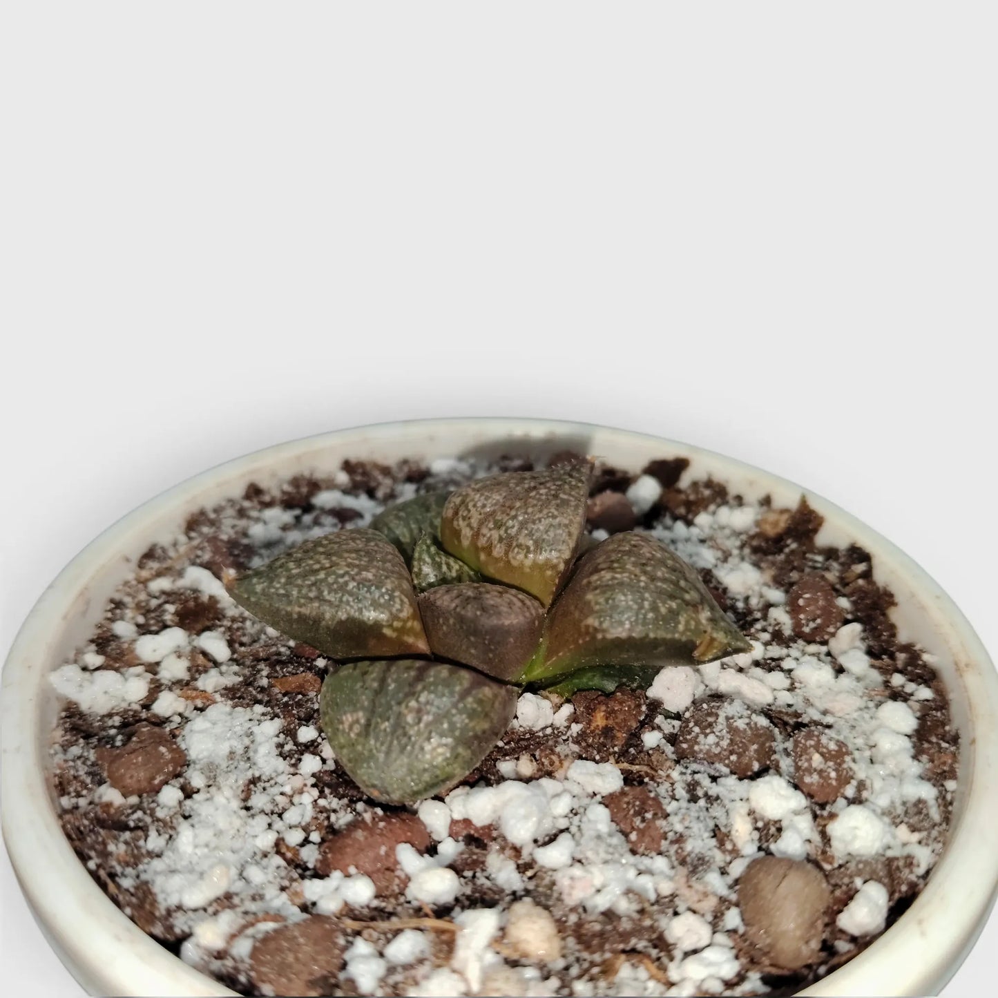 Rare Haworthia Picta Hybrid SR004 – Seed Grown Collector Succulent | Bare Rooted