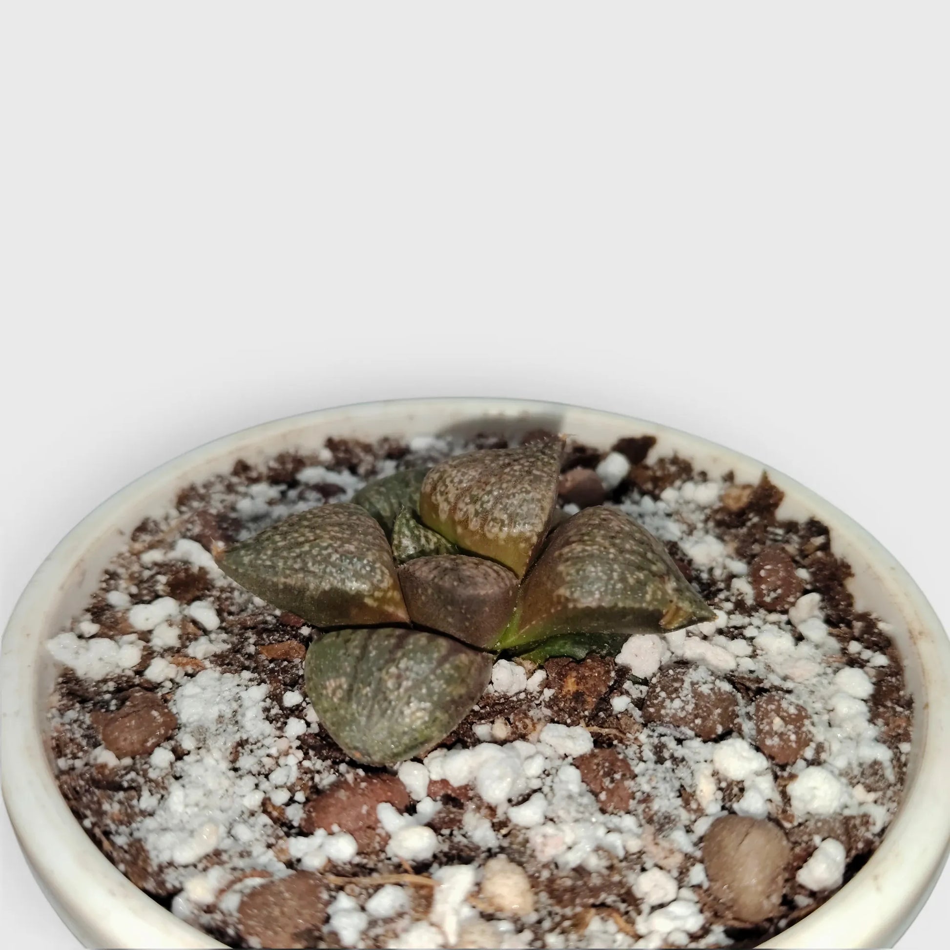 Rare Haworthia Picta Hybrid SR004 – Seed Grown Collector Succulent | Bare Rooted