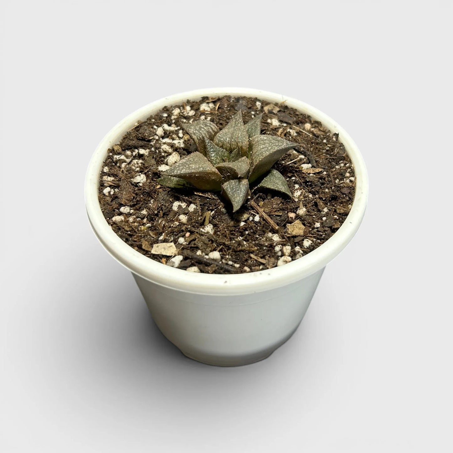 Rare Haworthia Retusa x Splendens Hybrid SR001 | Seed Grown Collector Hybrid Succulent | Bare Rooted