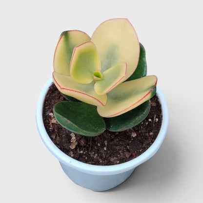 Rare Golden Crassula Ovata Maruba Variegated Tricolor | Well Rooted Mature Lucky Jade Plant