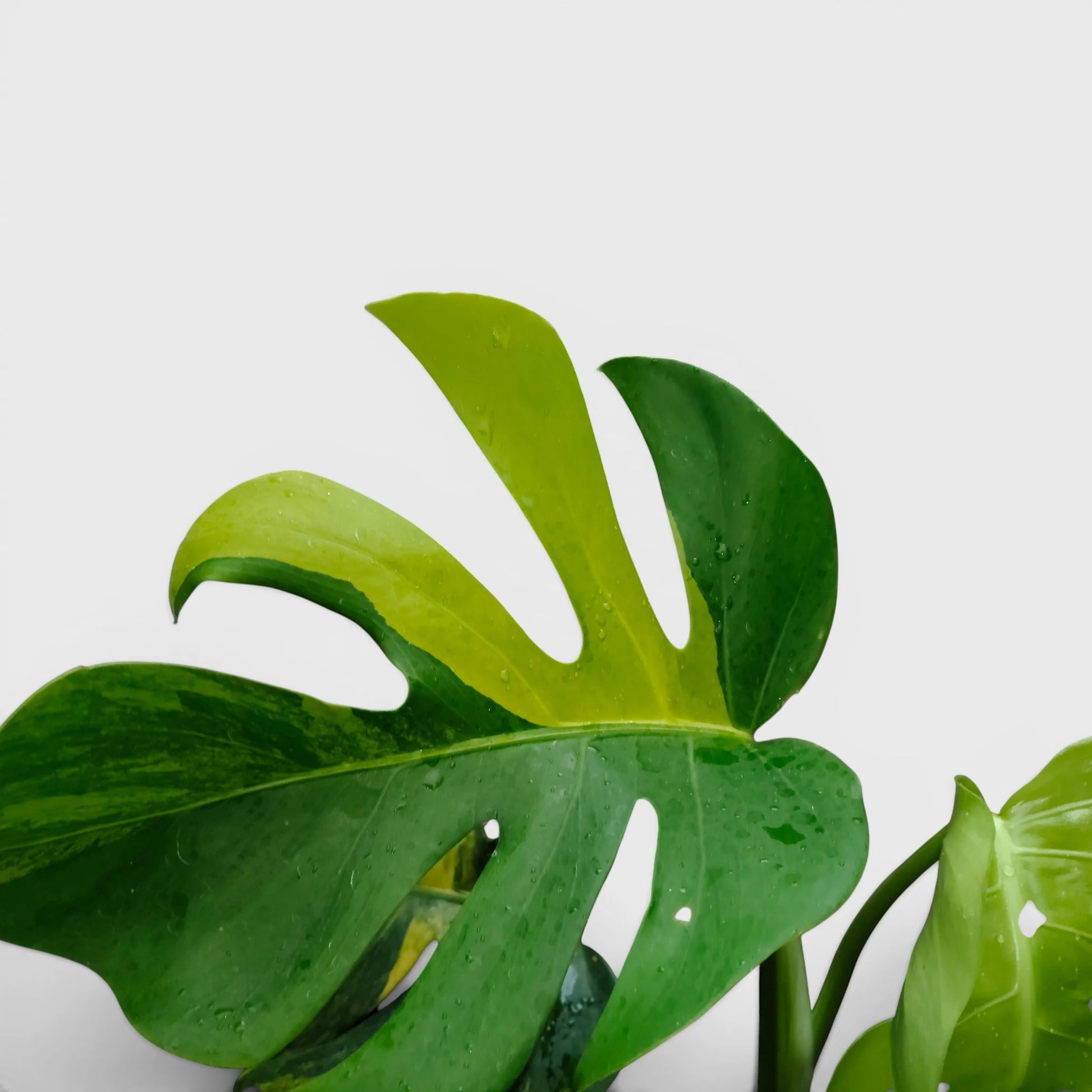 Rare Monstera Aurea Variegated | Premium Variegated Monstera Live Plant