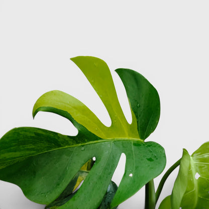Rare Monstera Aurea Variegated | Premium Variegated Monstera Live Plant