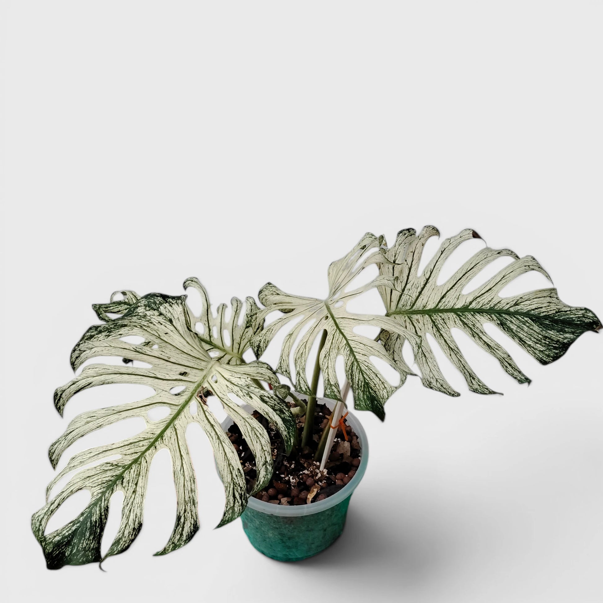 Rare Monstera 'Devil Monster' – Giant Fenestrated Monstera