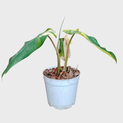 Philodendron Burle Marx Aurea Variegated | Rare Yellow Variegated Philodendron (25–30 CM) | With Pot