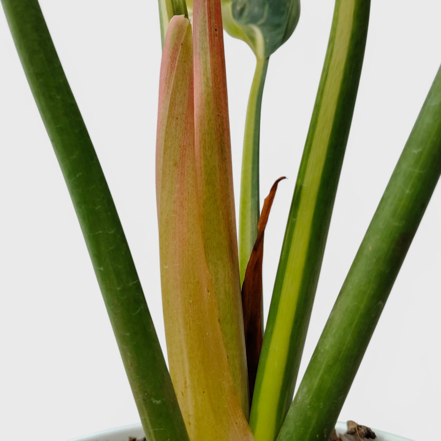 Rare Philodendron Green Congo Aurea Variegated – Golden Variegated Self-Heading Collector Aroid