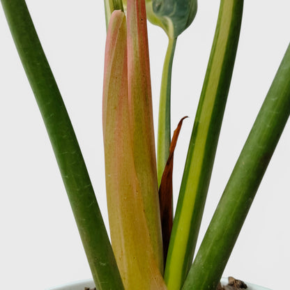 Rare Philodendron Green Congo Aurea Variegated – Golden Variegated Self-Heading Collector Aroid