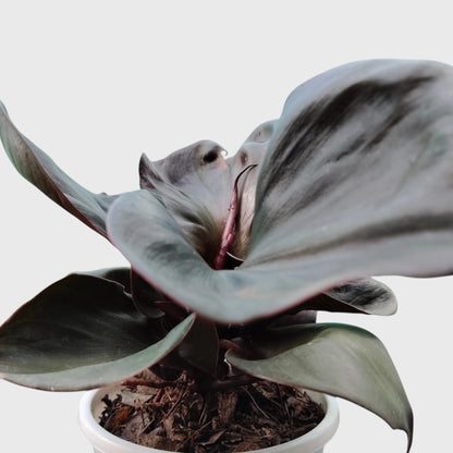 Philodendron Red Heart | Rare Well Rooted Mature Collector Plant