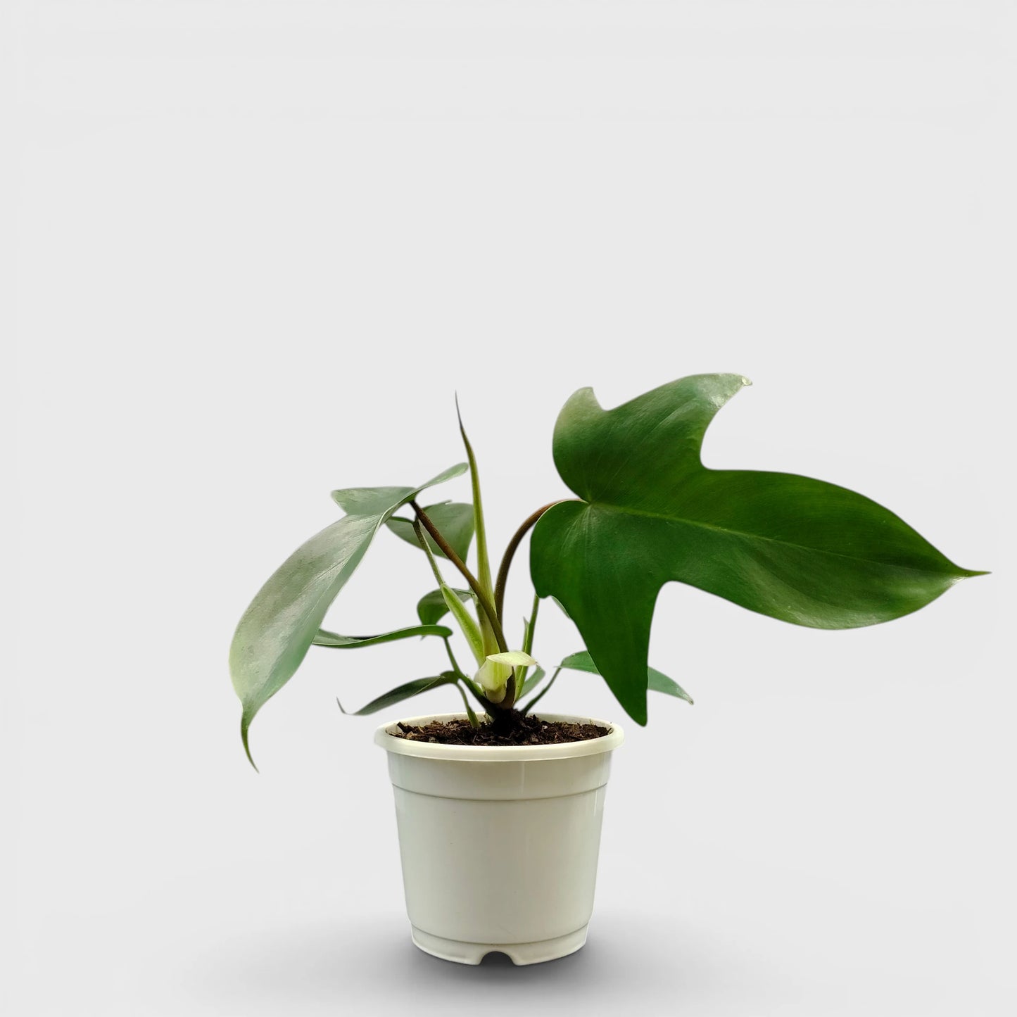 Philodendron Florida Beauty Non-Variegated – Premium Green Collector Philodendron