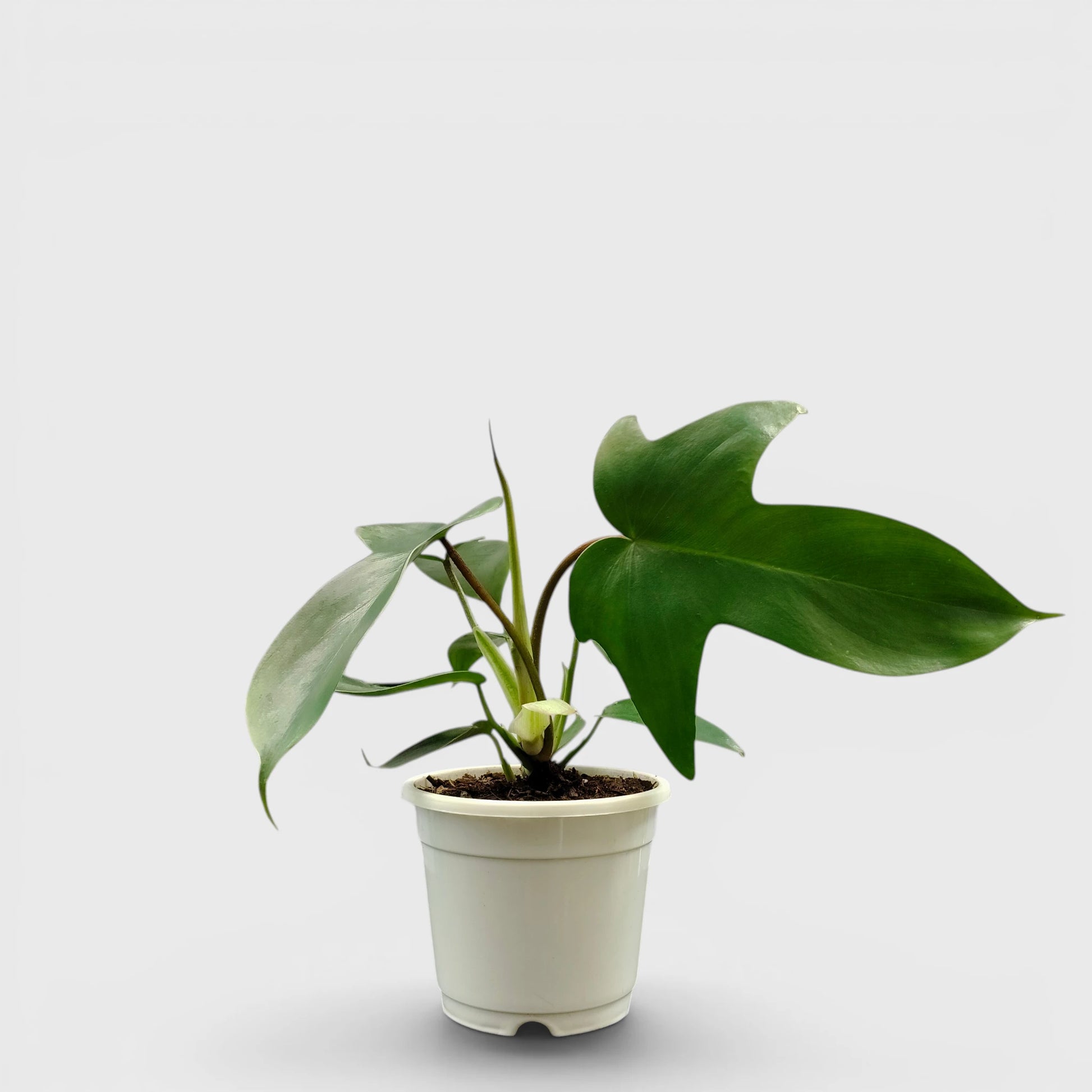 Philodendron Florida Beauty Non-Variegated – Premium Green Collector Philodendron