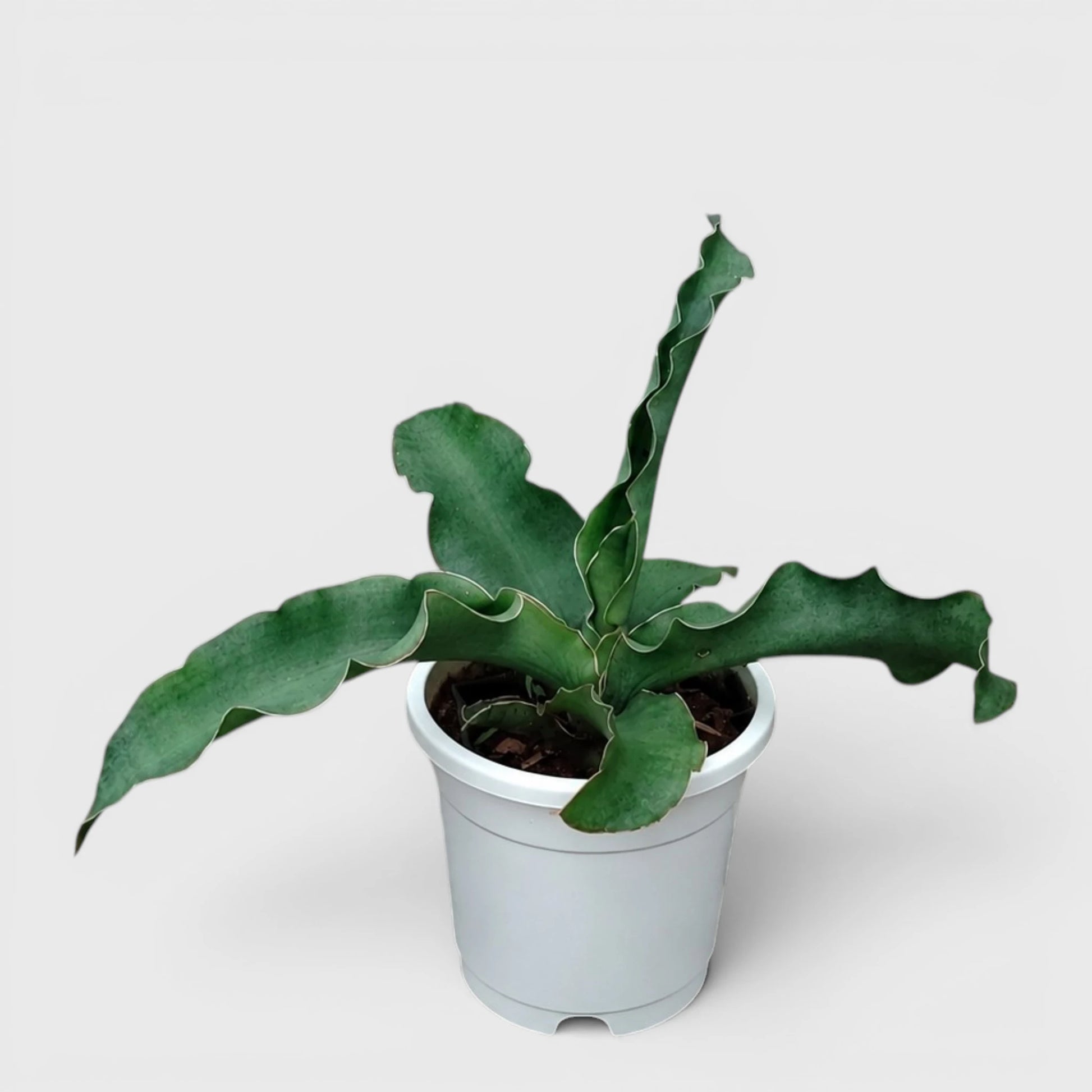 Sansevieria Kiboko Hybrid Rare Snake Plant | Well Rooted Mature Indoor Plant