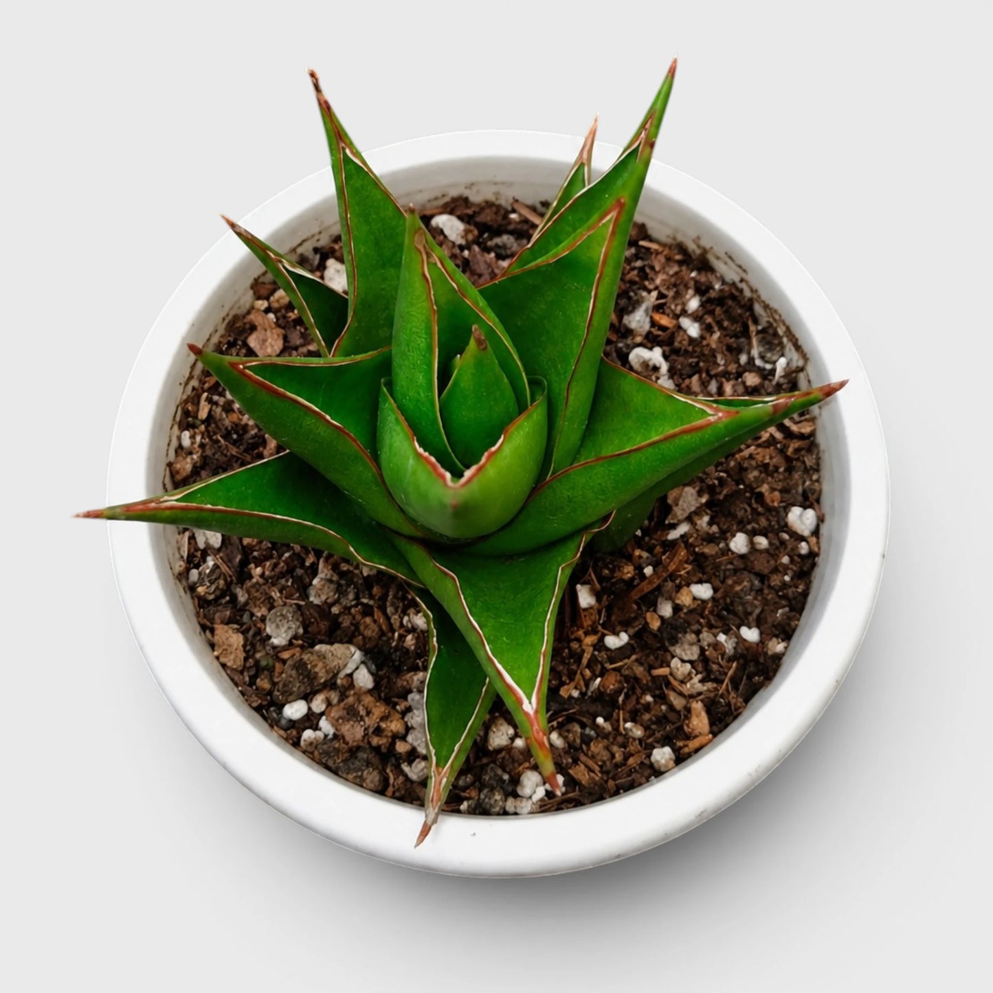 Rare Sansevieria Indonesian Tower Snake Plant | Well Rooted Mature Indoor Plant
