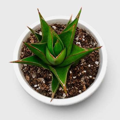 Rare Sansevieria Indonesian Tower Snake Plant | Well Rooted Mature Indoor Plant