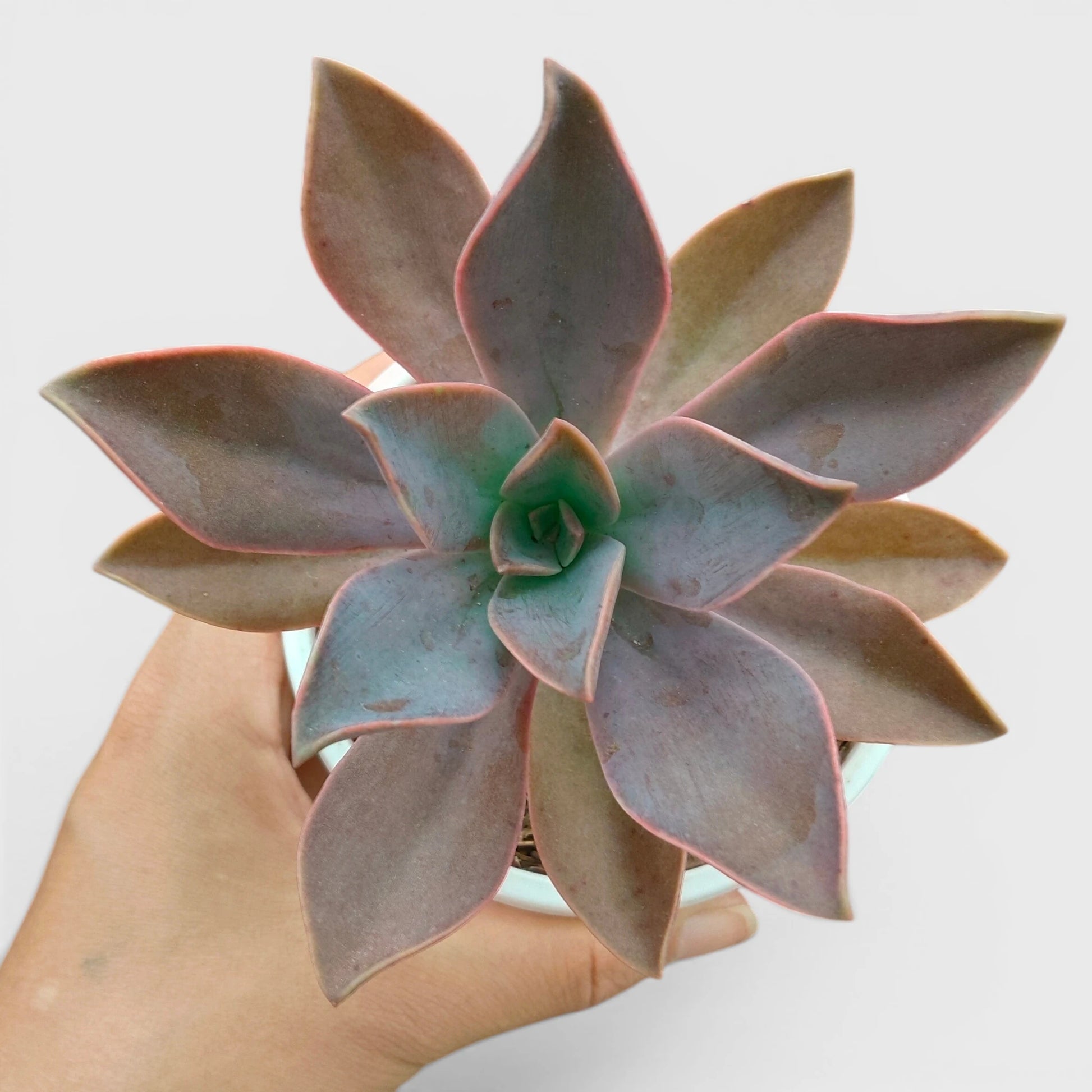 Graptoveria 'Fred Ives' – Color-Changing Rosette Succulent Indoor Plant