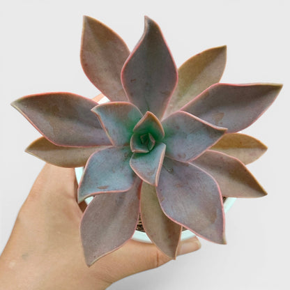 Graptoveria 'Fred Ives' – Color-Changing Rosette Succulent Indoor Plant