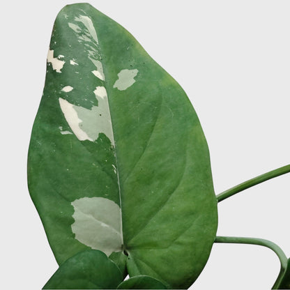 Syngonium Chiapense Variegated – Rare Aroid Foliage Indoor Plant | With Pot