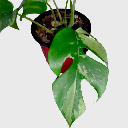 Mini Monstera Rhaphidophora Variegated | Rare Collector Aroid Foliage Plant (25–38 CM) | With Pot