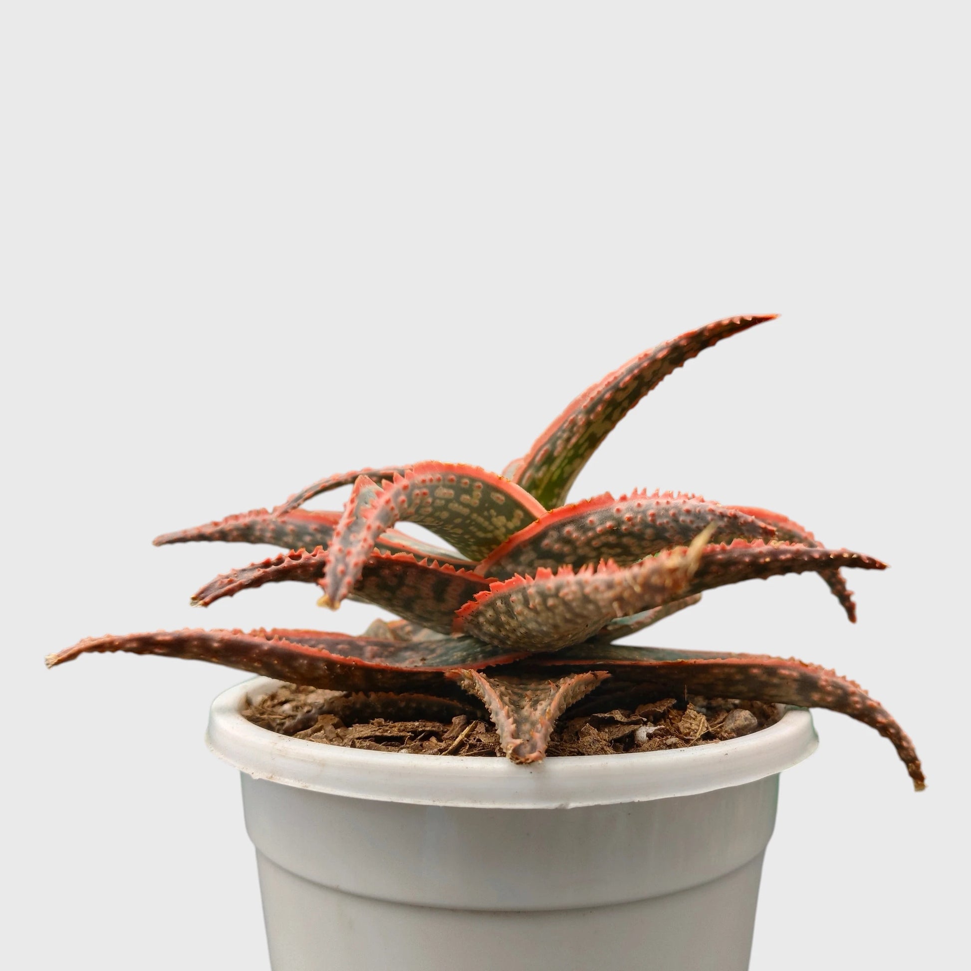 Aloe Hybrid Firecracker Dwarf – Colorful Textured Rebloomer Succulent Plant | Bare Rooted