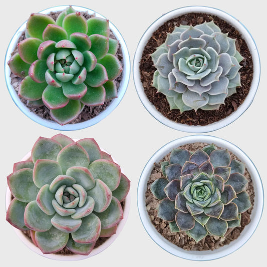 Echeveria Combo Pack of 4 | Colourful Rosette Succulent Collection | Free Shipping