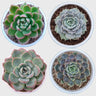 Echeveria Combo Pack of 4 with Free Shipping | Colourful Rosette Succulent Collection Mature Well Rooted Plant