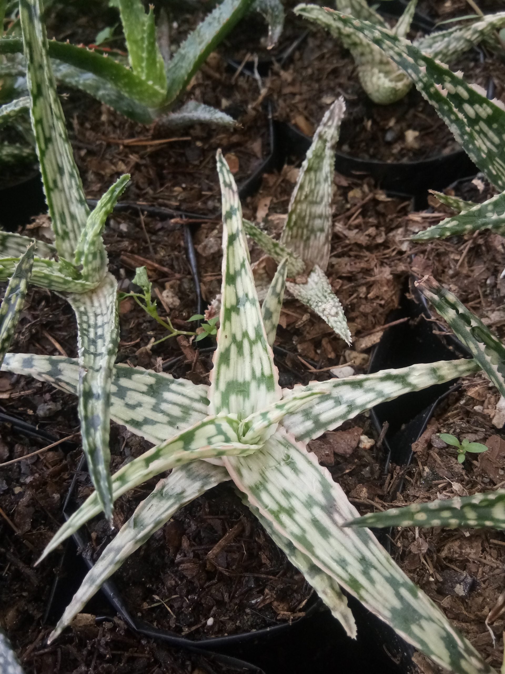 Colorful Hybrid Aloe Succulent - Vibrant Beauty for Every Space - My Store